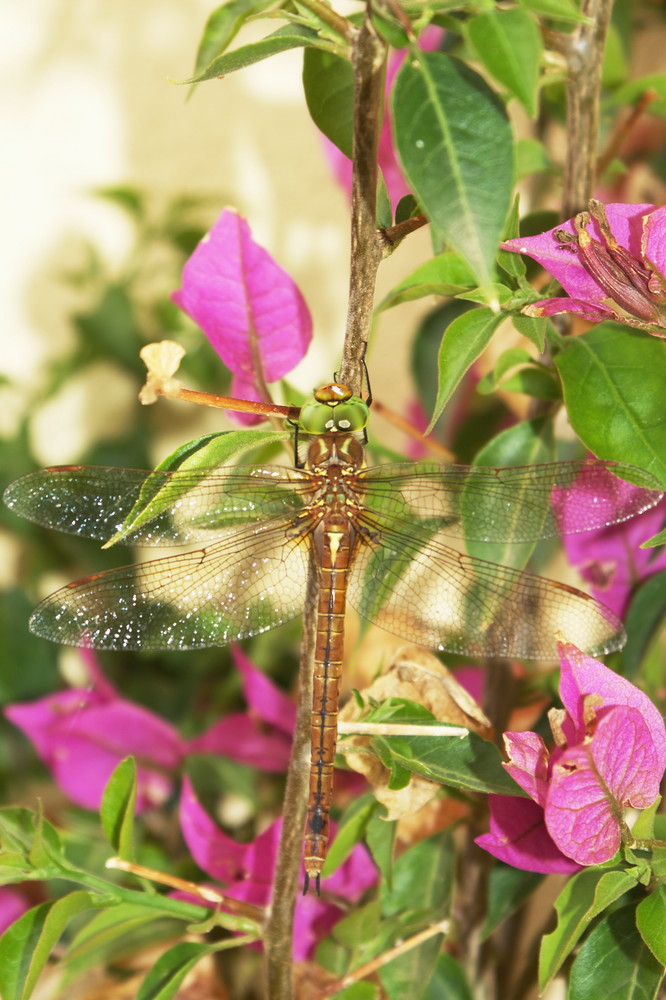 Libelle im Gestrüpp