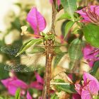 Libelle im Gestrüpp