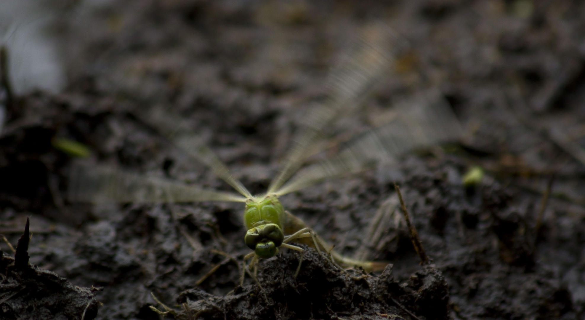 Libelle im Gildehauser Venn