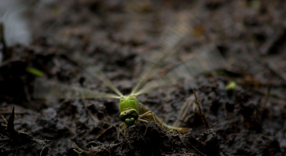 Libelle im Gildehauser Venn