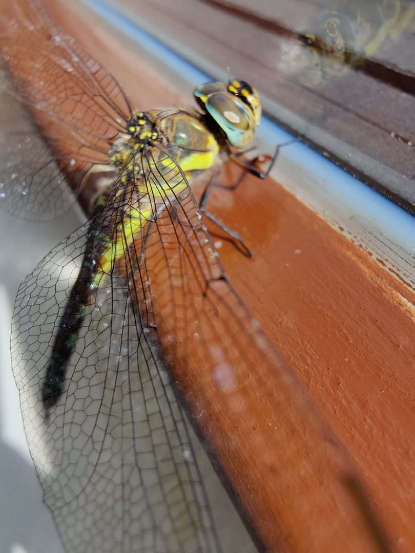 Libelle im Glashaus