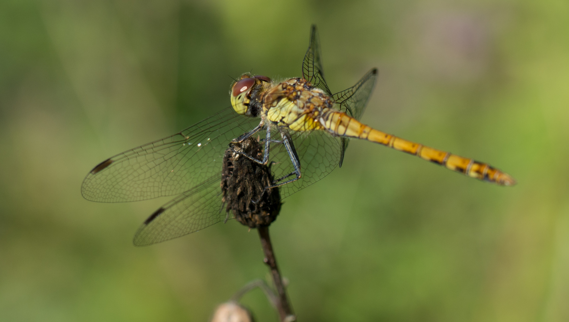 Libelle im Gleichgewicht / balanced dragonfly