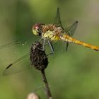 Libelle im Gleichgewicht / balanced dragonfly