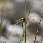 Libelle im Gras