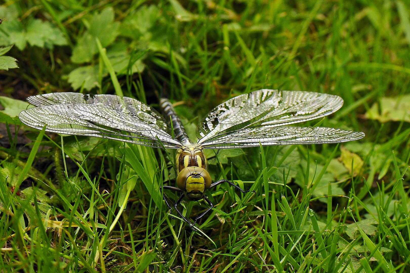 Libelle im Gras