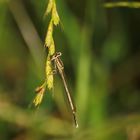 Libelle im Gras