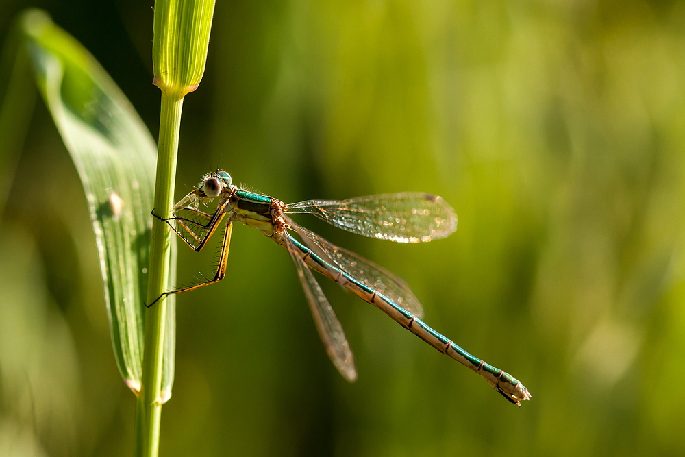 Libelle im Gras