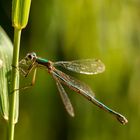 Libelle im Gras