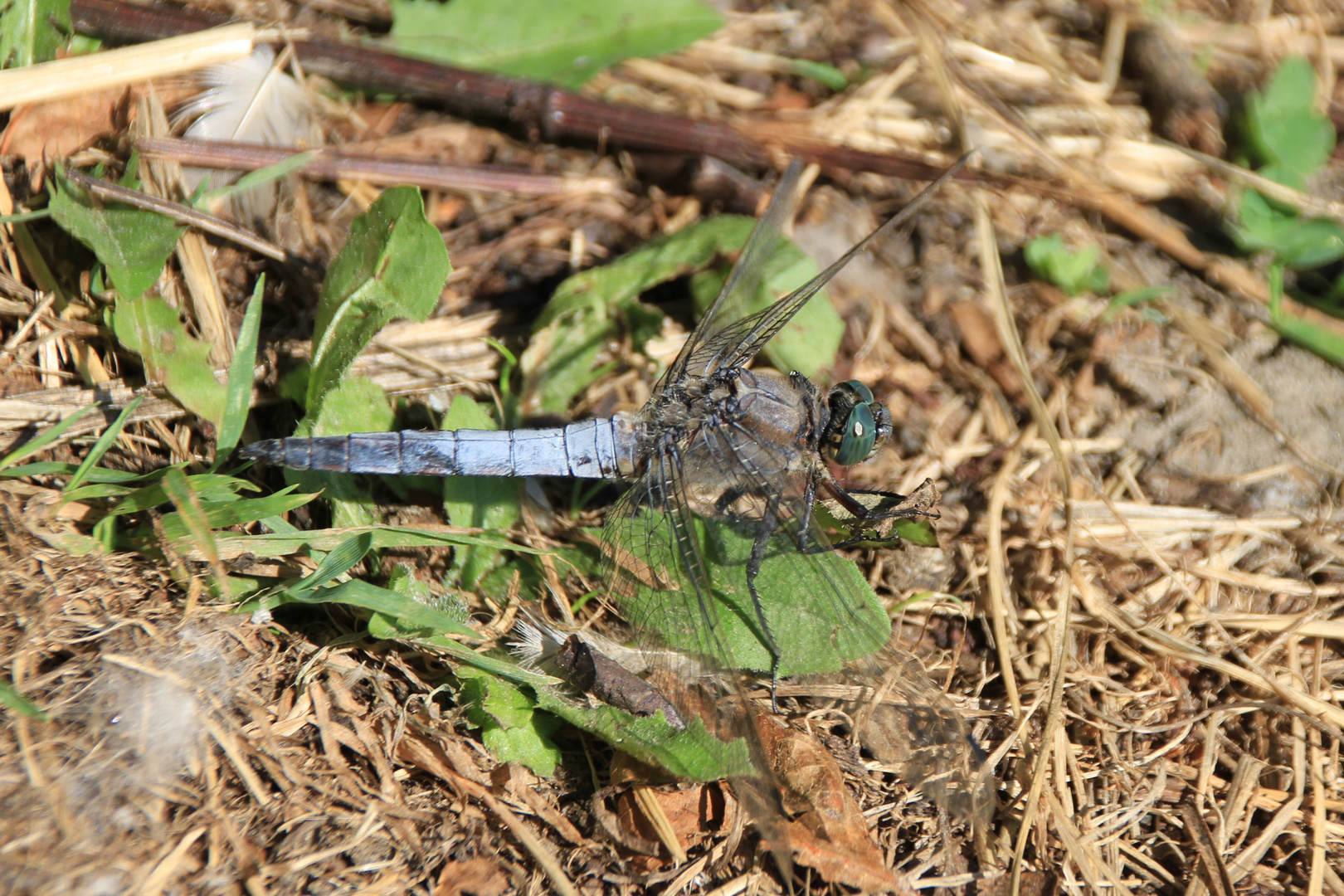 Libelle im Gras