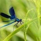 Libelle im Gras