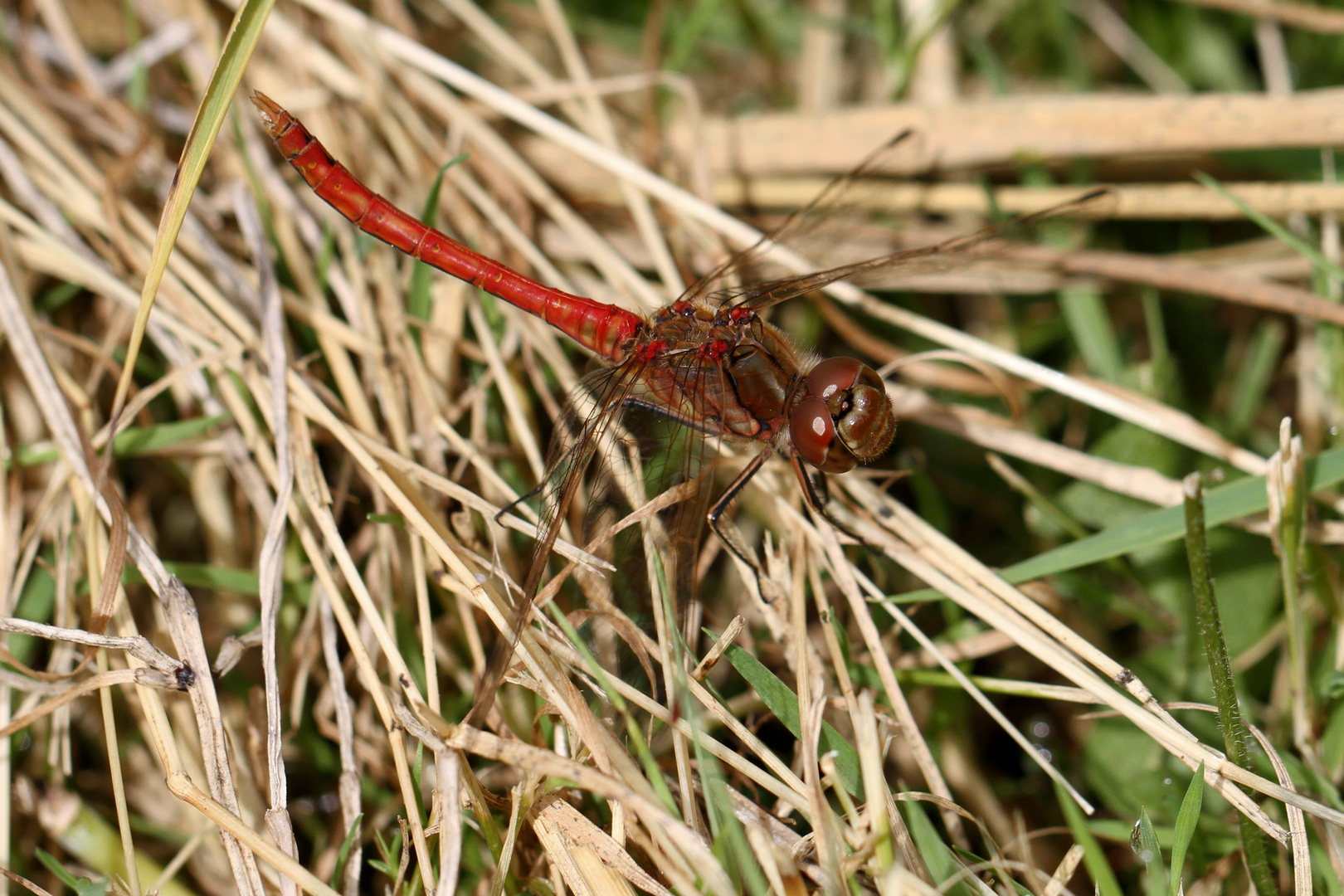 Libelle im Gras