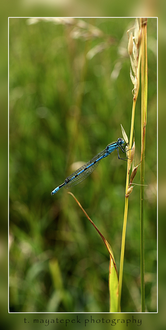 Libelle im Gras