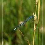 Libelle im Gras