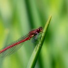 libelle im grünen ..