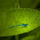 Libelle im Grünen