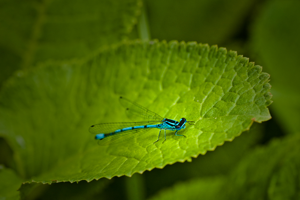 Libelle im Grünen