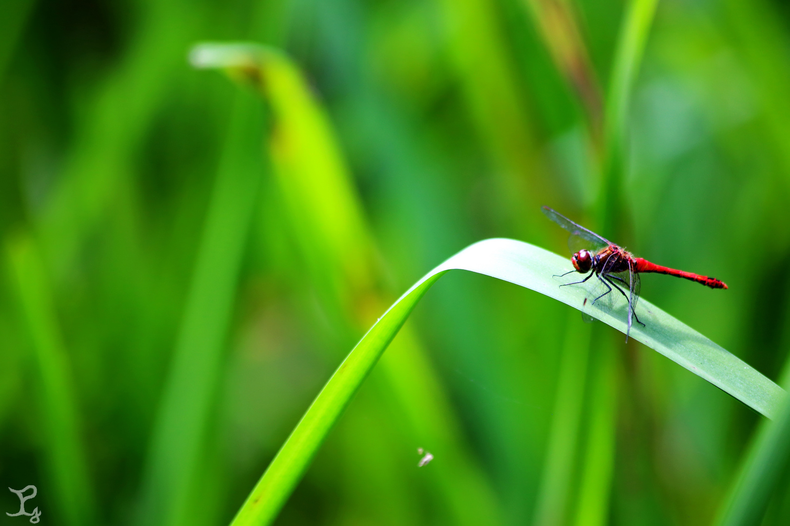 Libelle im Grünen