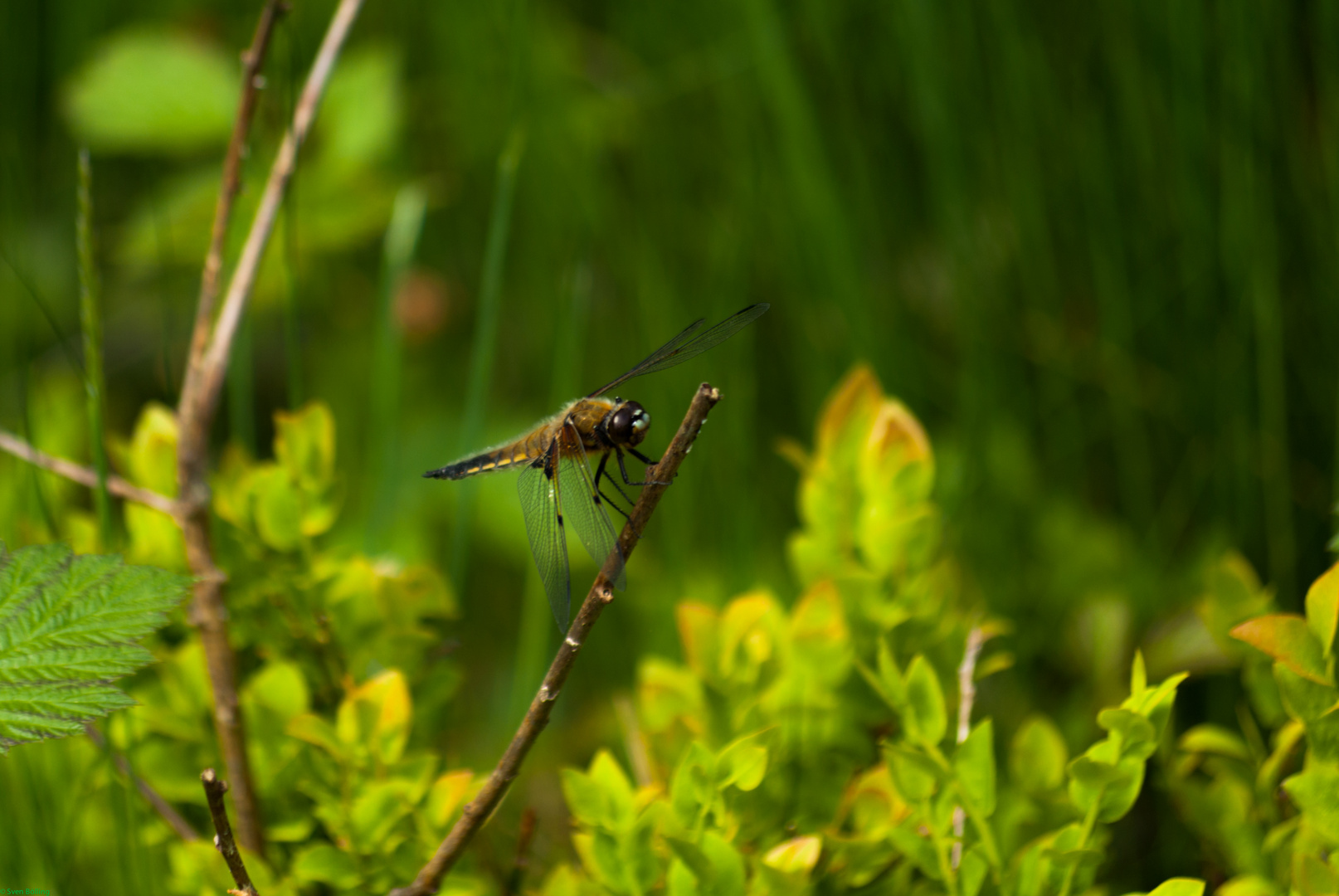 Libelle im Grünen