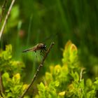 Libelle im Grünen