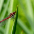 libelle im grünen ...