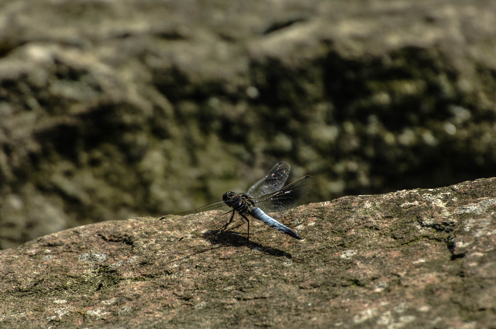 Libelle im Grugapark