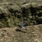 Libelle im Grugapark