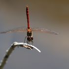 Libelle im Handstand