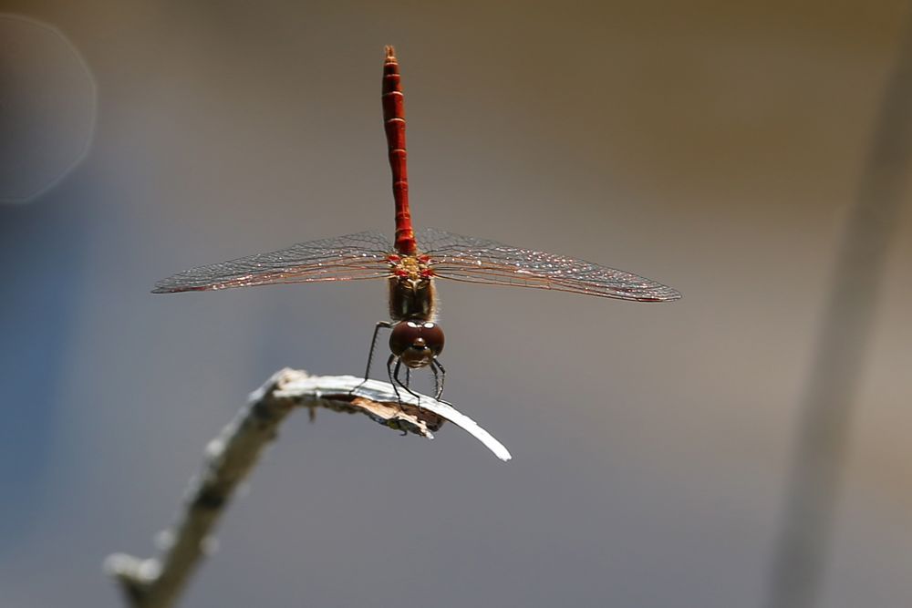 Libelle im Handstand