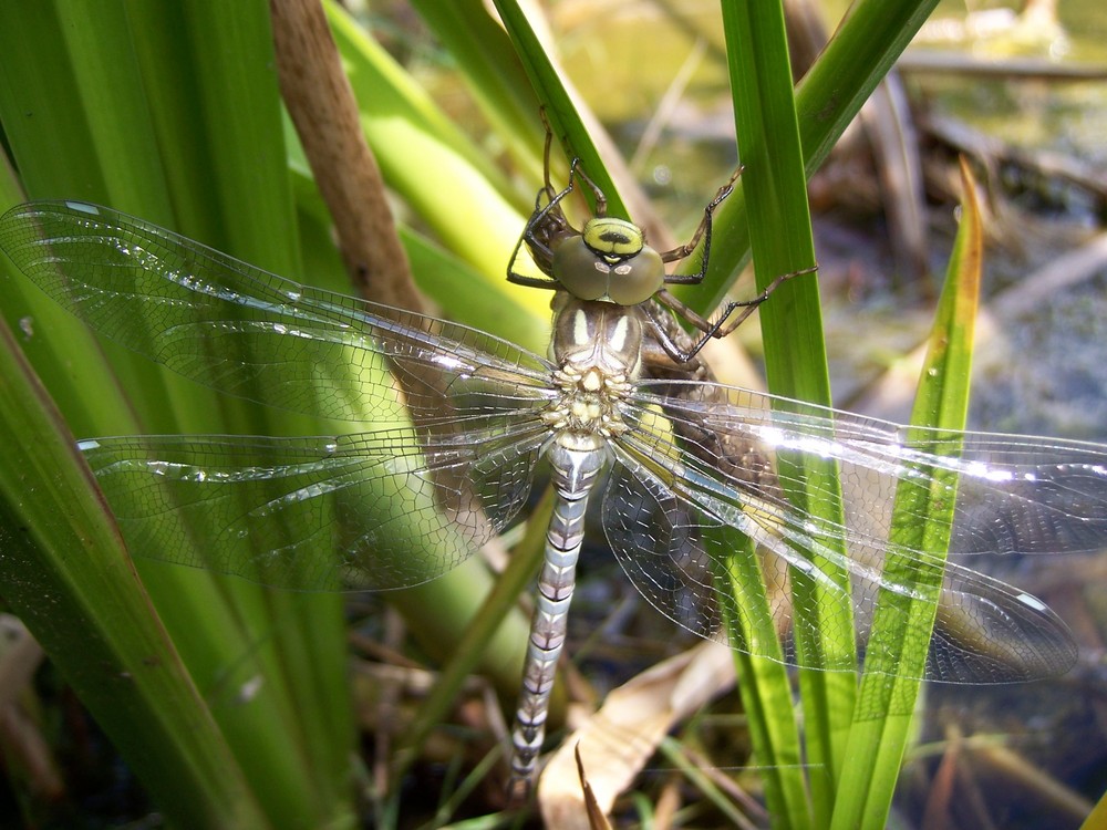 Libelle im heimischen Garten