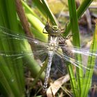 Libelle im heimischen Garten