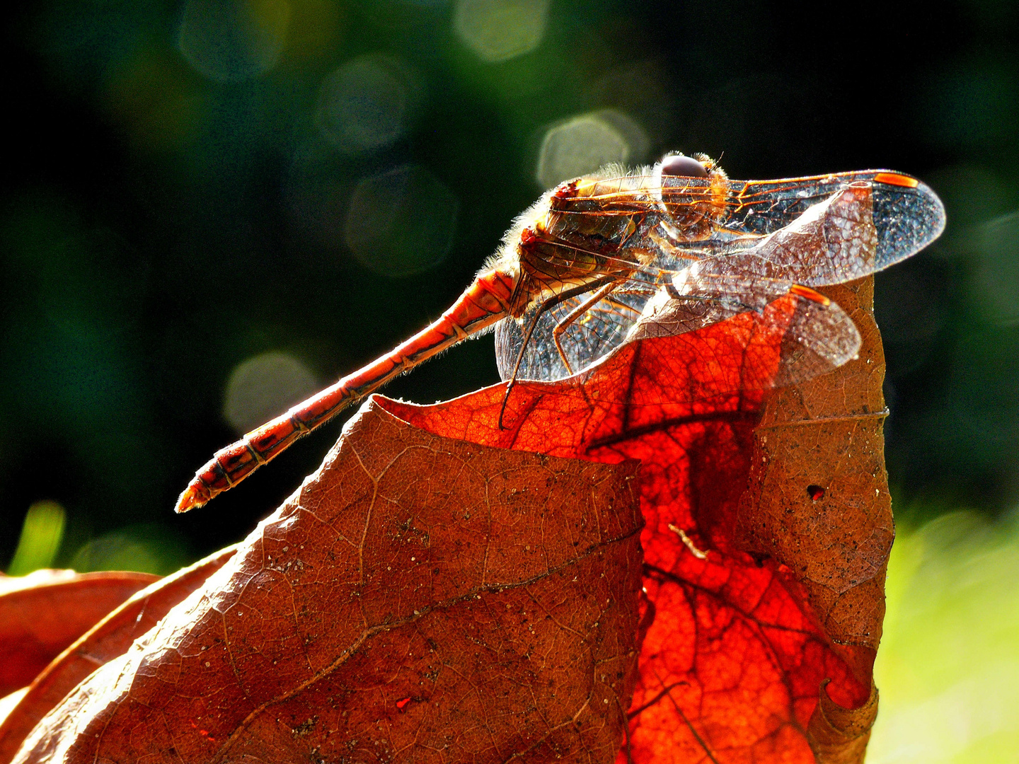 Libelle im Herbst