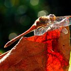 Libelle im Herbst