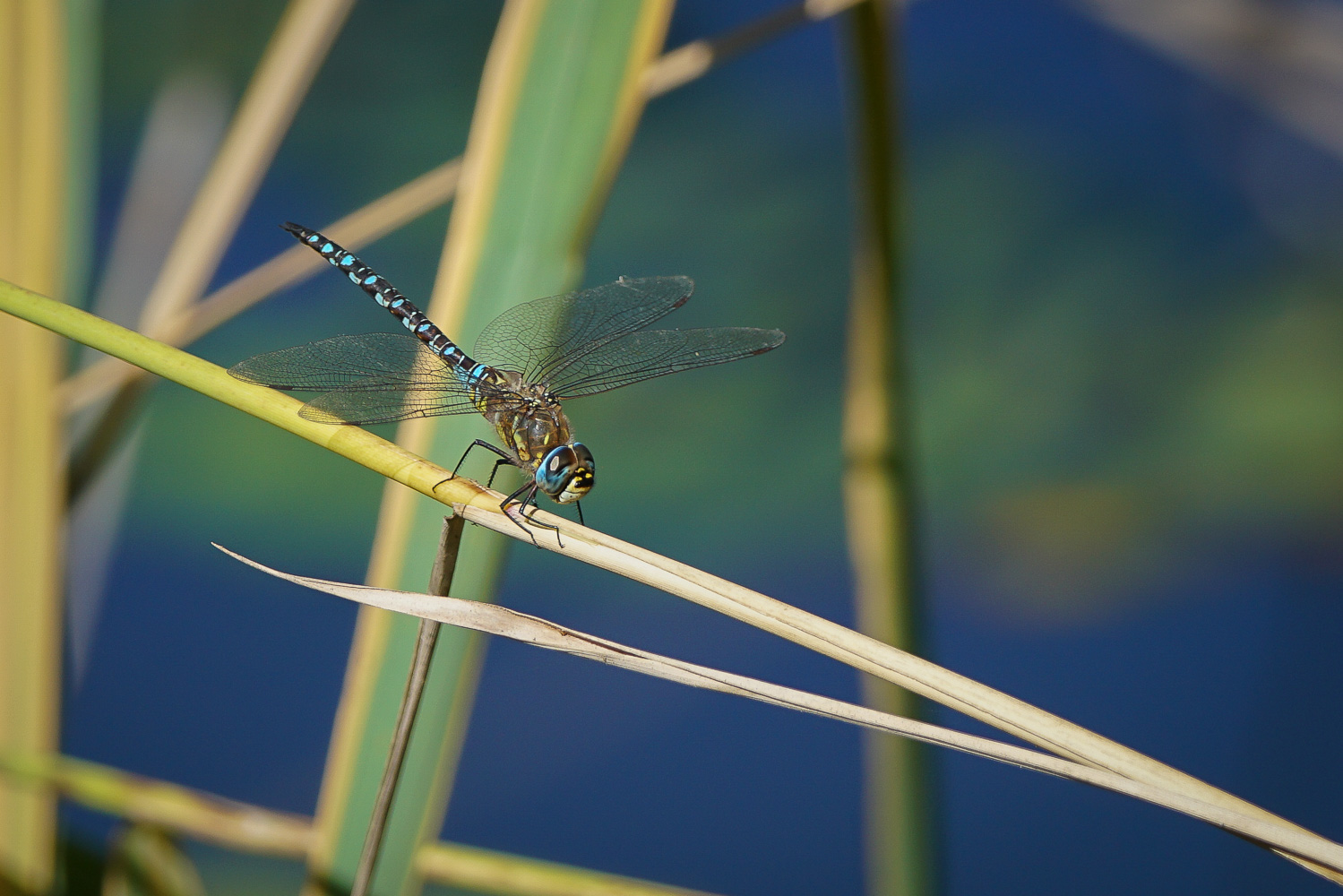 Libelle im Herbst