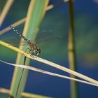 Libelle im Herbst