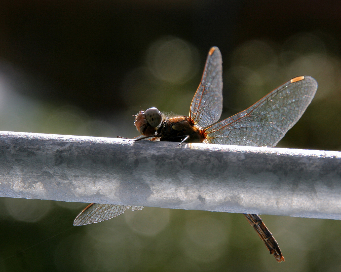 Libelle im Herbst