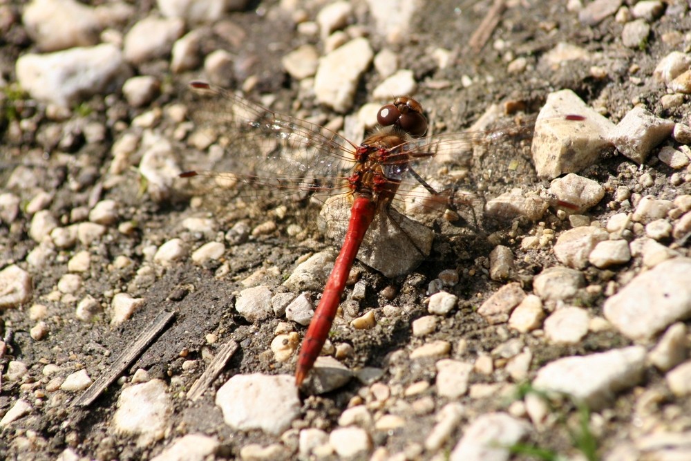 Libelle im Herbst