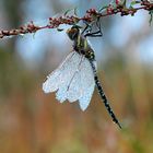 Libelle im Herbst