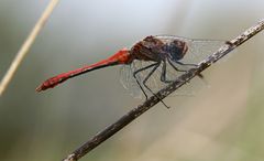 Libelle im Herbst