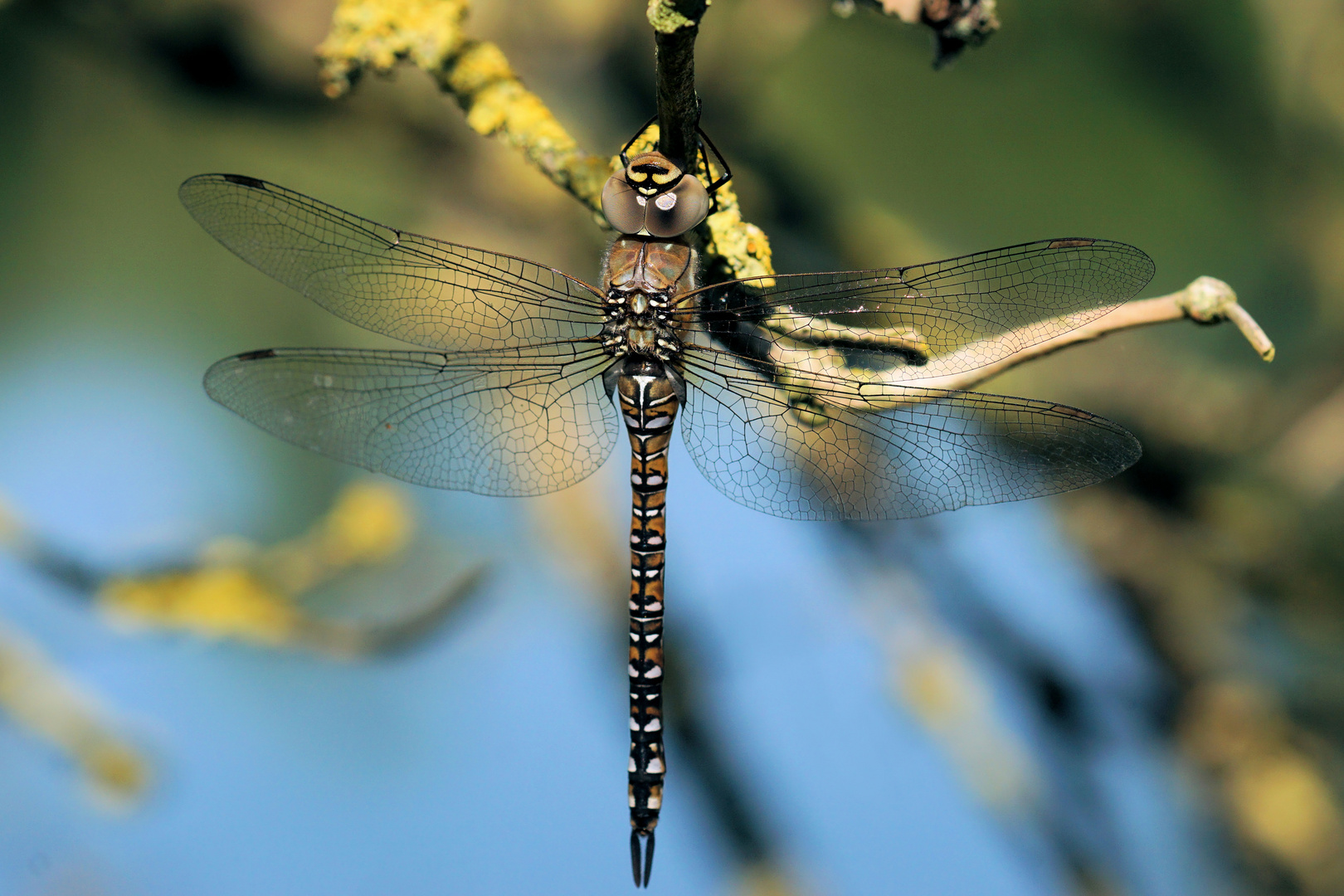 Libelle im Herbst 