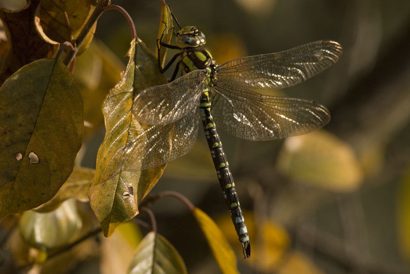 Libelle im Herbstlaub