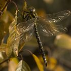 Libelle im Herbstlaub