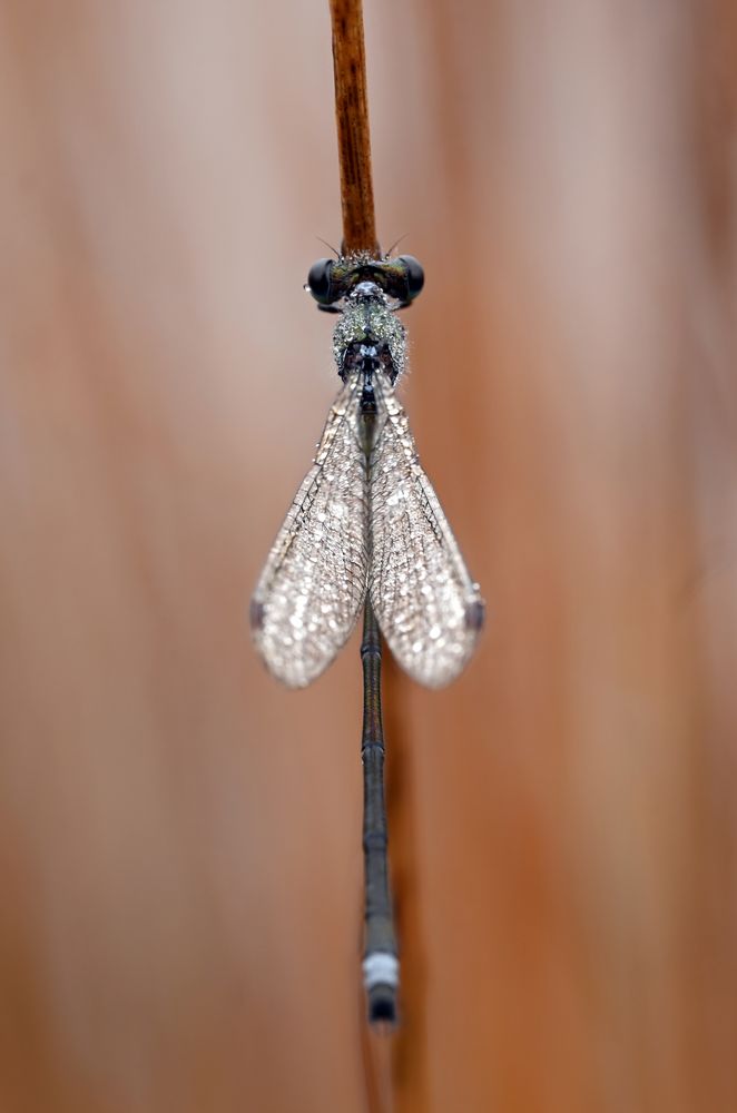 Libelle im herbstlichen Moor