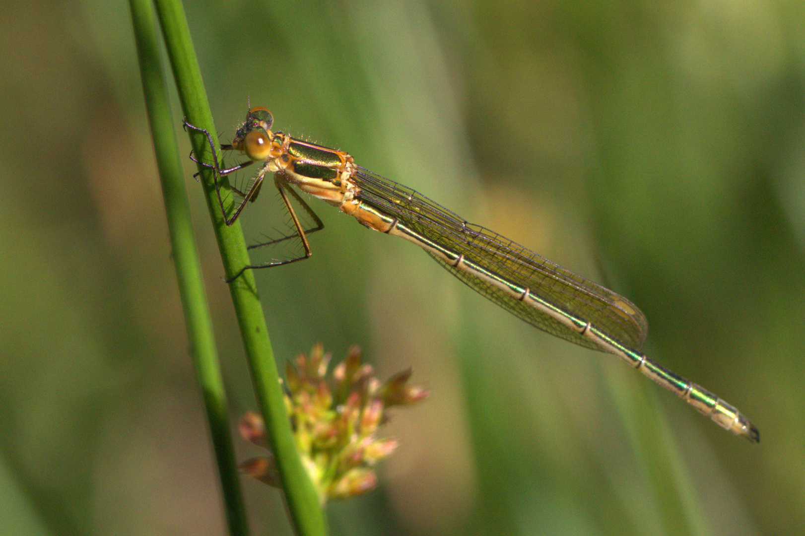 Libelle im Hohen Moor