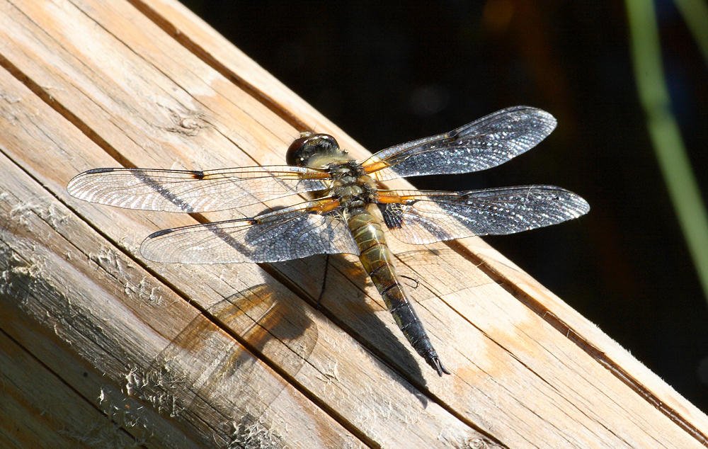 Libelle im Ibmer Moor