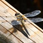 Libelle im Ibmer Moor