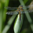 Libelle im Juni