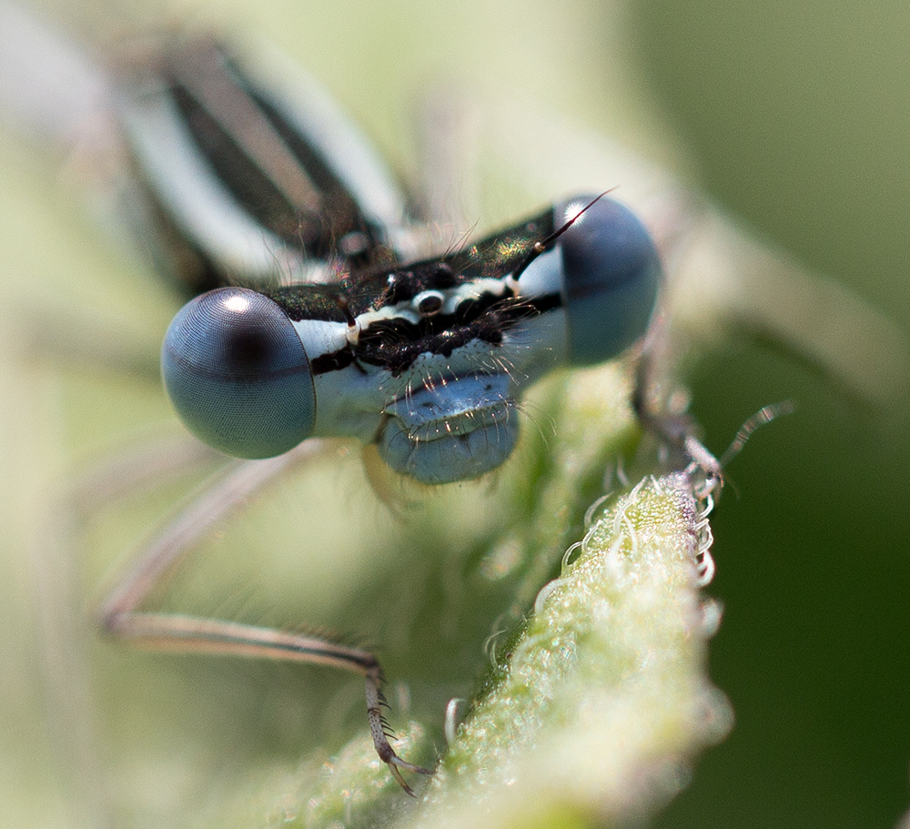 Libelle im Kartoffelfeld