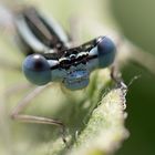 Libelle im Kartoffelfeld