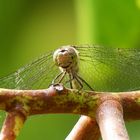 Libelle im Kastanienbaum