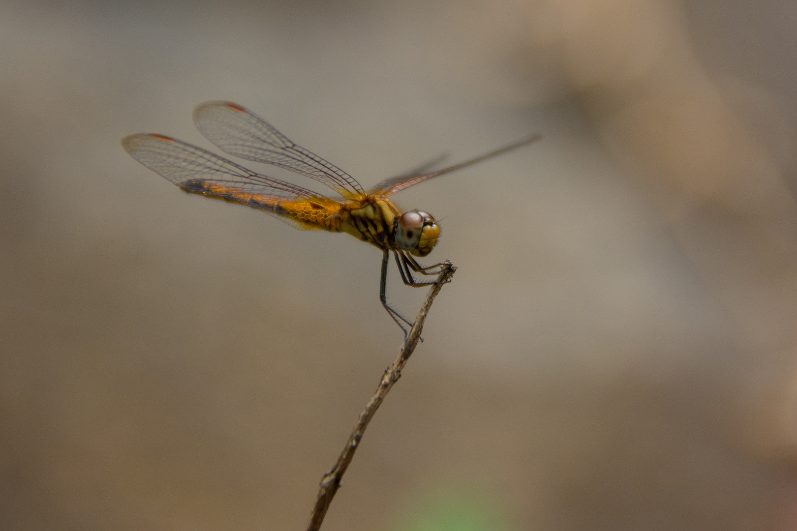 Libelle im Khao Phanom Bencha National Park / Krabi / Thailand